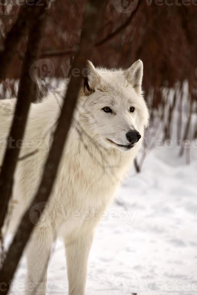 loup arctique en hiver photo