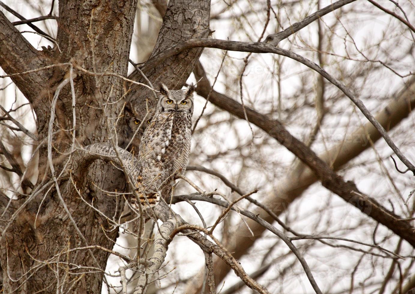 deux grands-ducs d'Amérique perchés dans un arbre photo