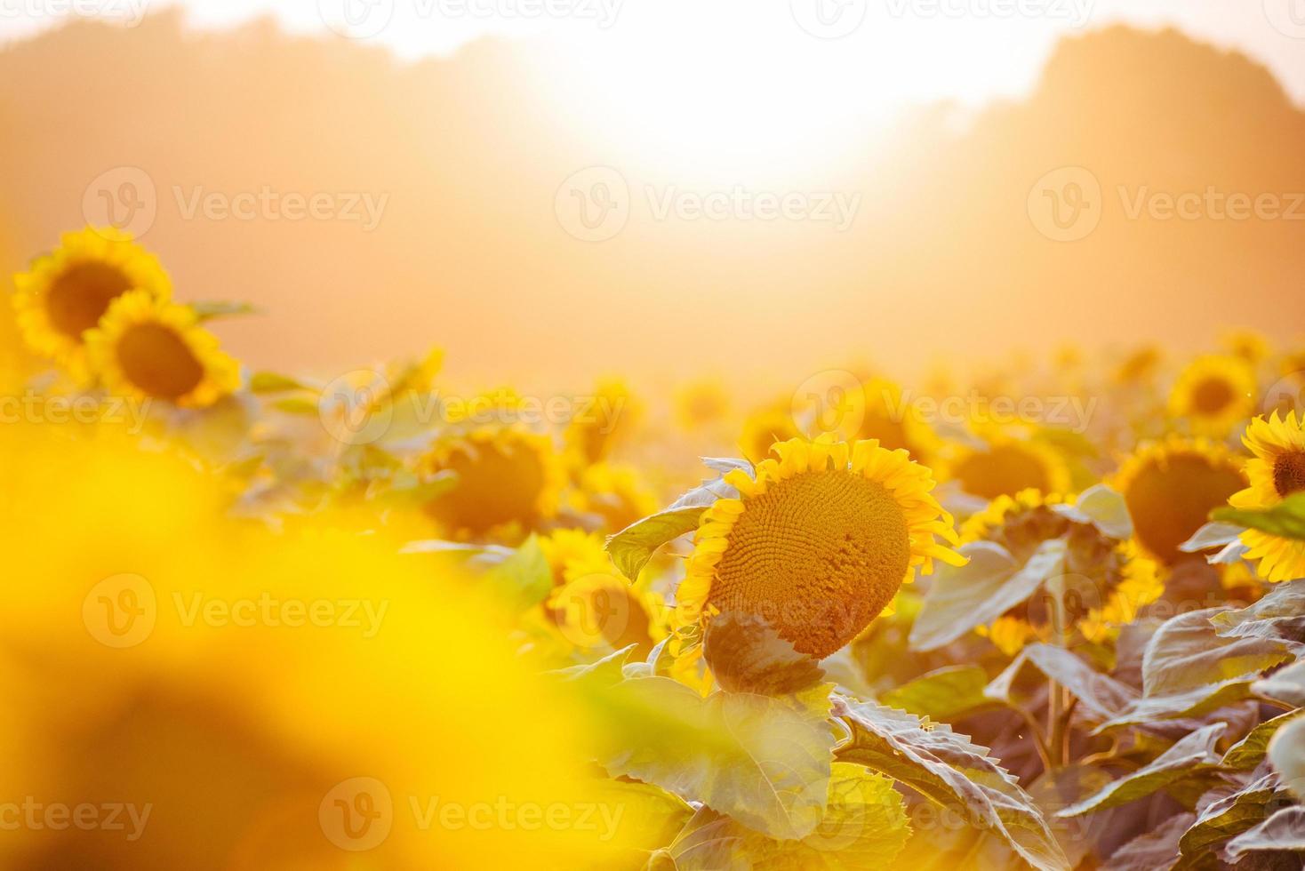 champ de tournesol au coucher du soleil. effet instagram filtré photo