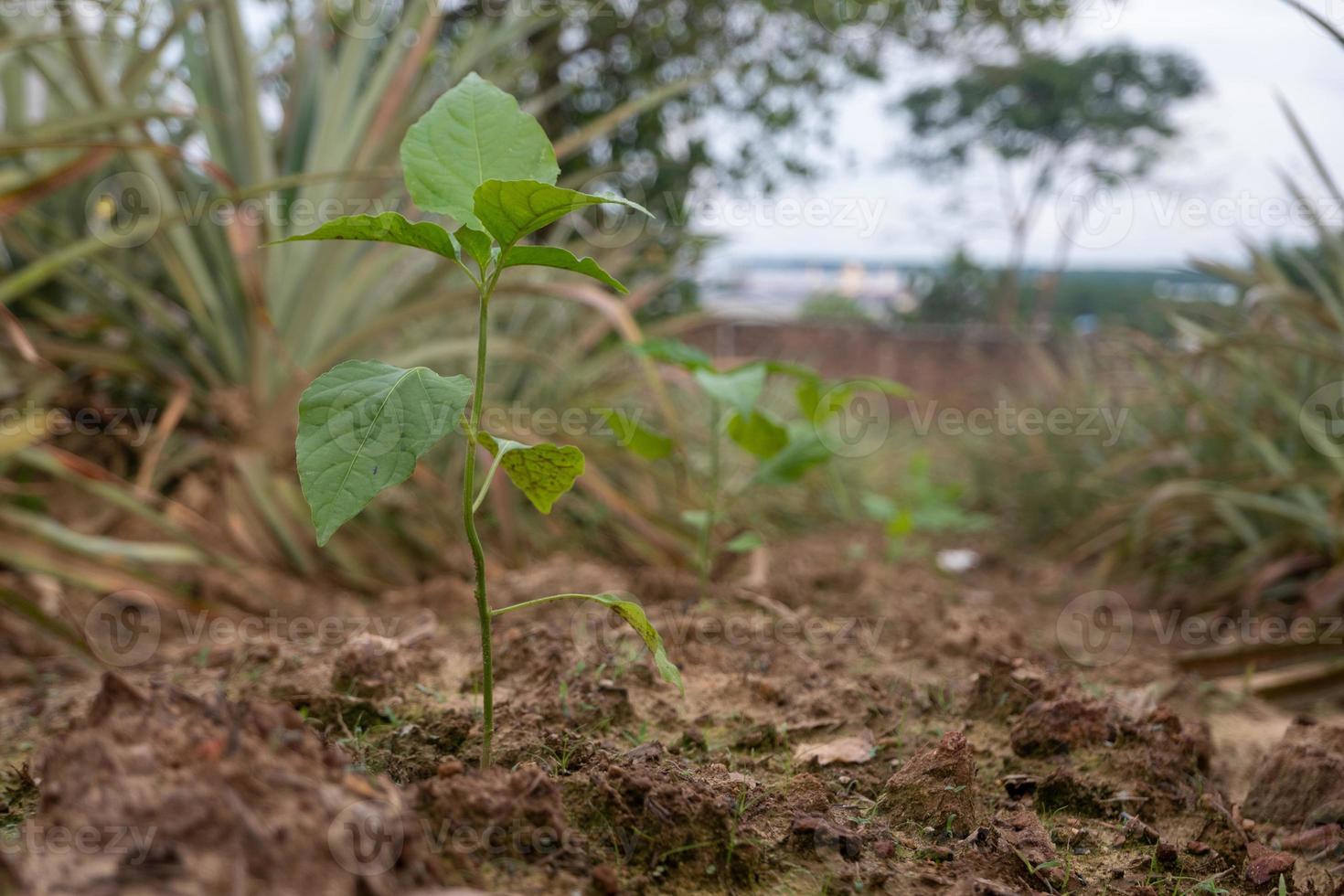 plantes de piment à mise au point sélective qui poussent dans un sol fertile photo