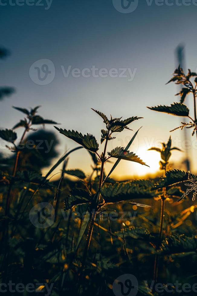 plante d'ortie rétro-éclairée par le soleil photo