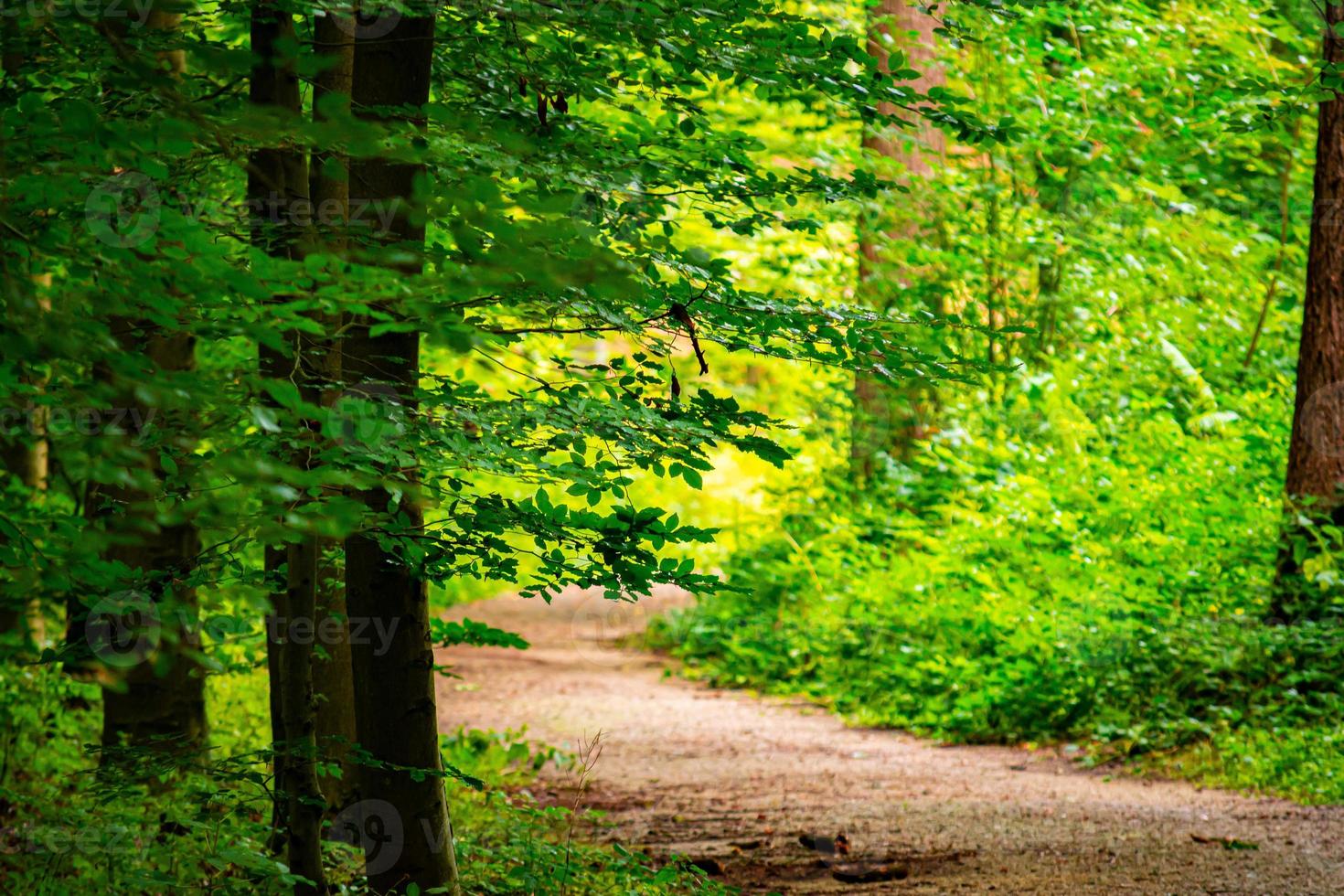 chemin de terre dans la forêt photo