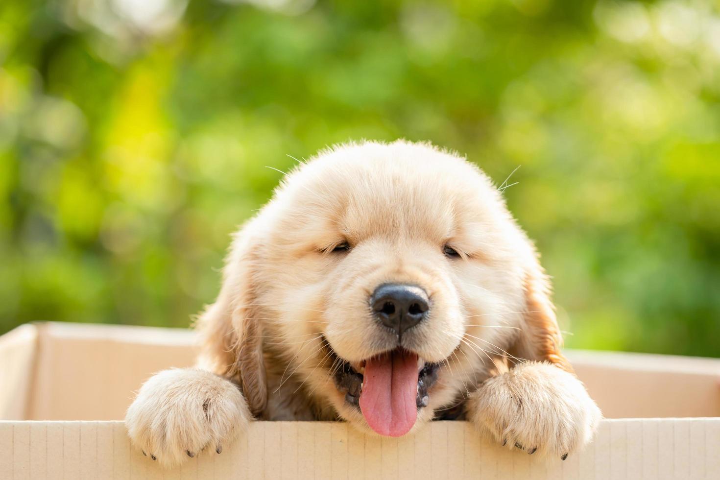 mignon chiot golden retriever debout dans une boîte en carton sur fond vert nature flou. concept de salutation animale photo