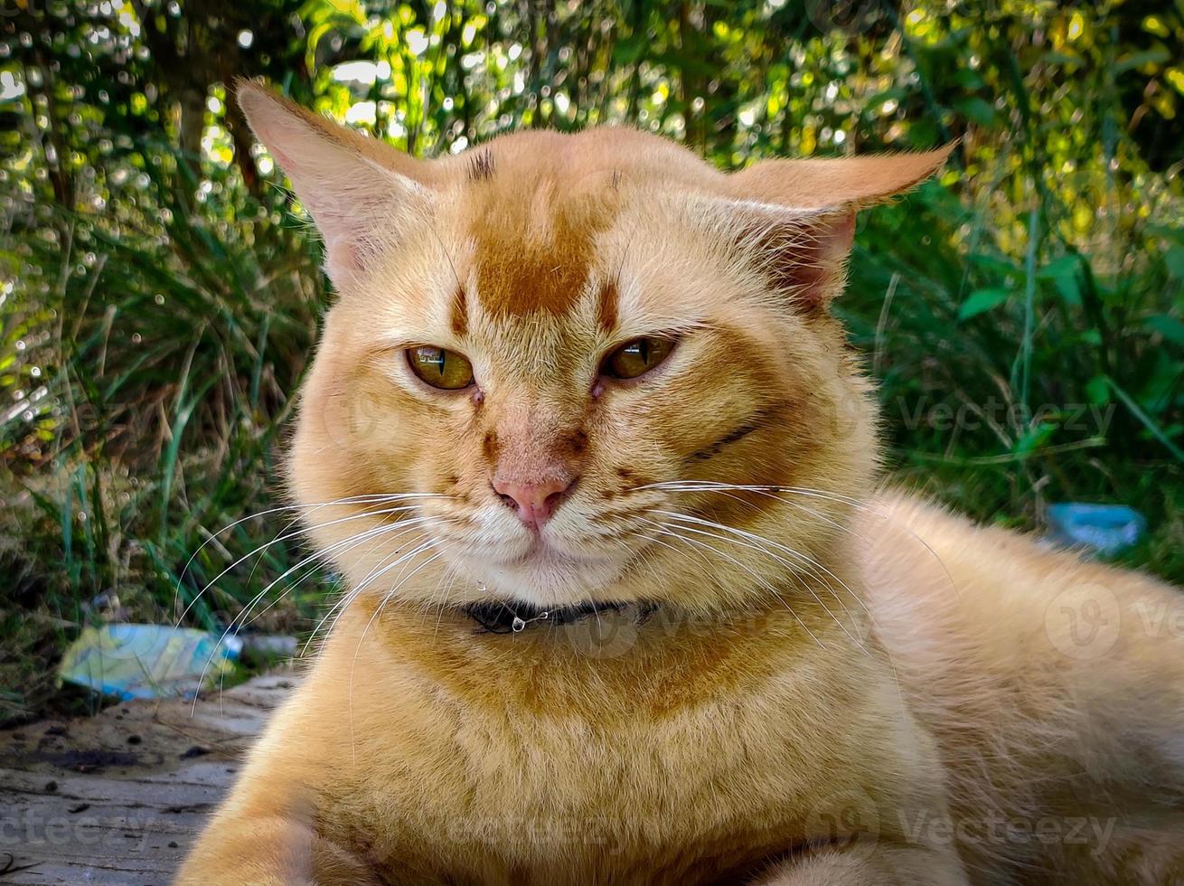 photographie macro de, visage mignon de chat orange photo