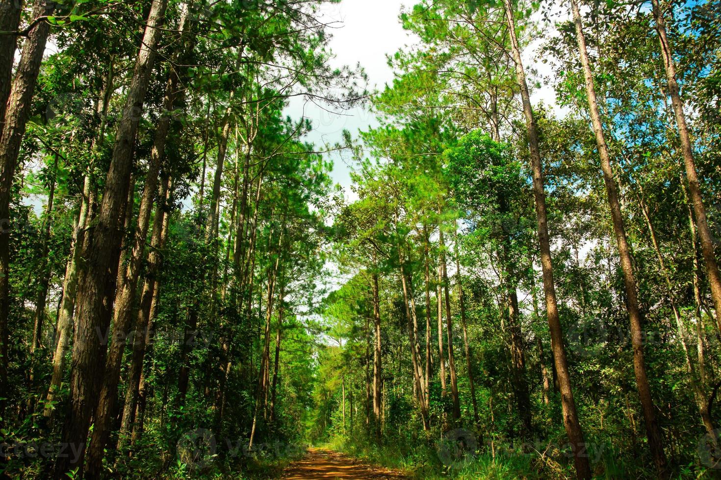 chemin et arbres forestiers sur fond de nature. photo