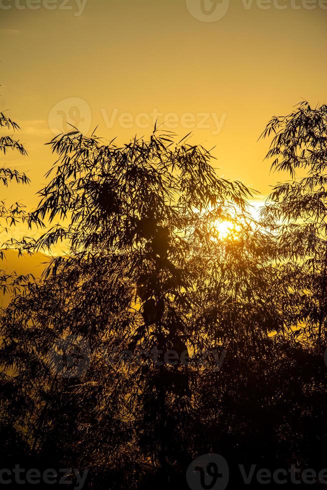 silhouette de bambous au coucher du soleil photo