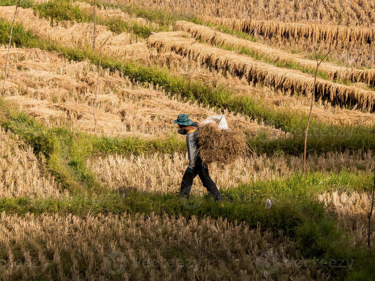 champ de riz et agriculteur récoltent du riz , mae hong son, nord de la thaïlande photo