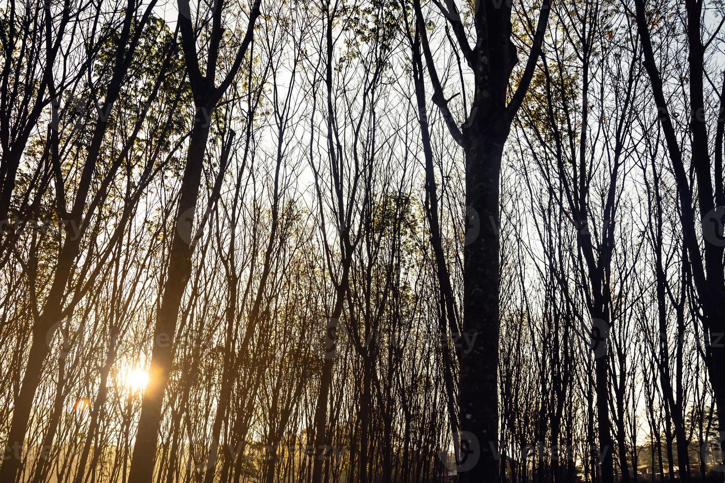 arbres forestiers boisés rétro-éclairés par la lumière du soleil dorée avant le coucher du soleil avec des rayons de soleil se déversant à travers les arbres sur le sol forestier illuminant les branches d'arbres photo
