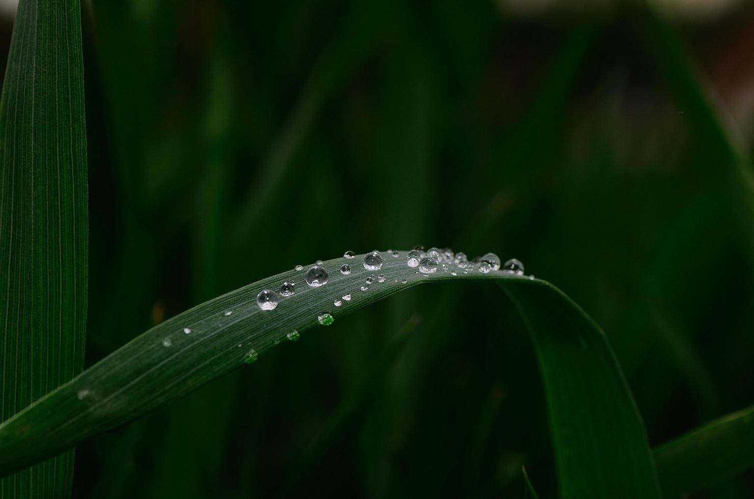 beaucoup de gouttes sur une feuille photo