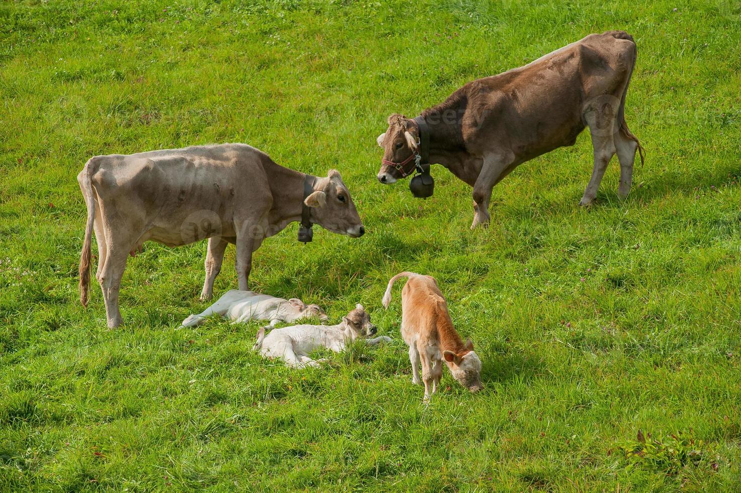 vaches avec veaux qui paissent photo