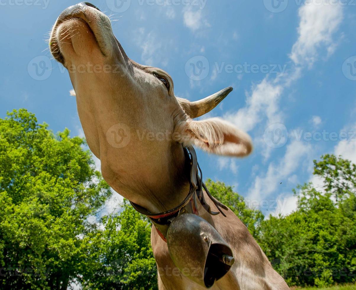 vache broutant dans le pâturage photo