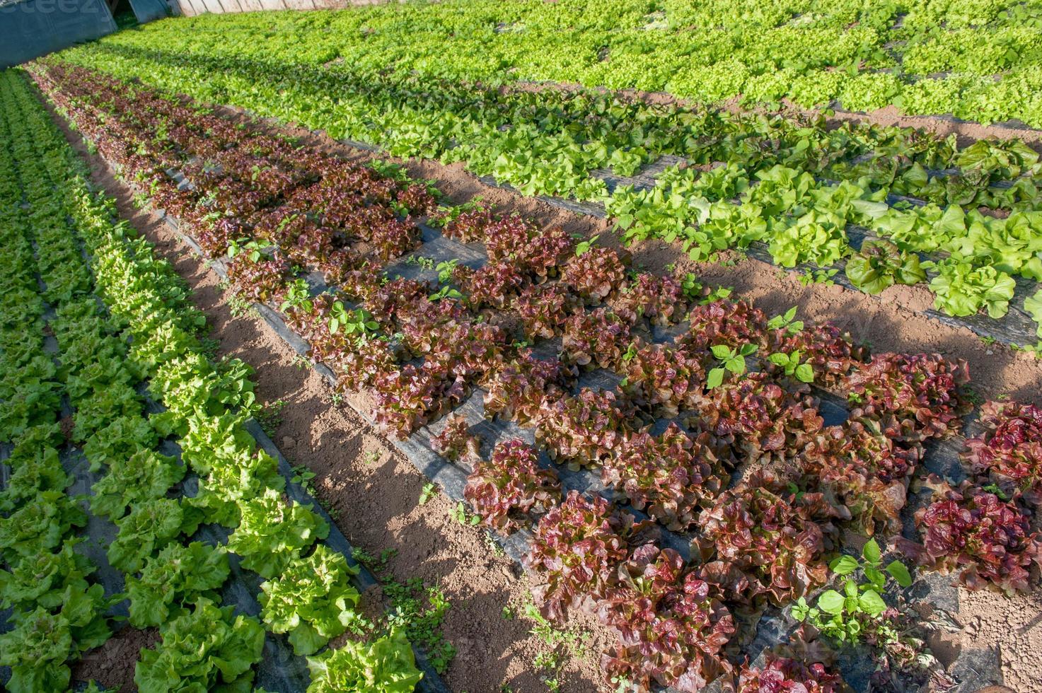 culture biologique de légumes sous serre photo