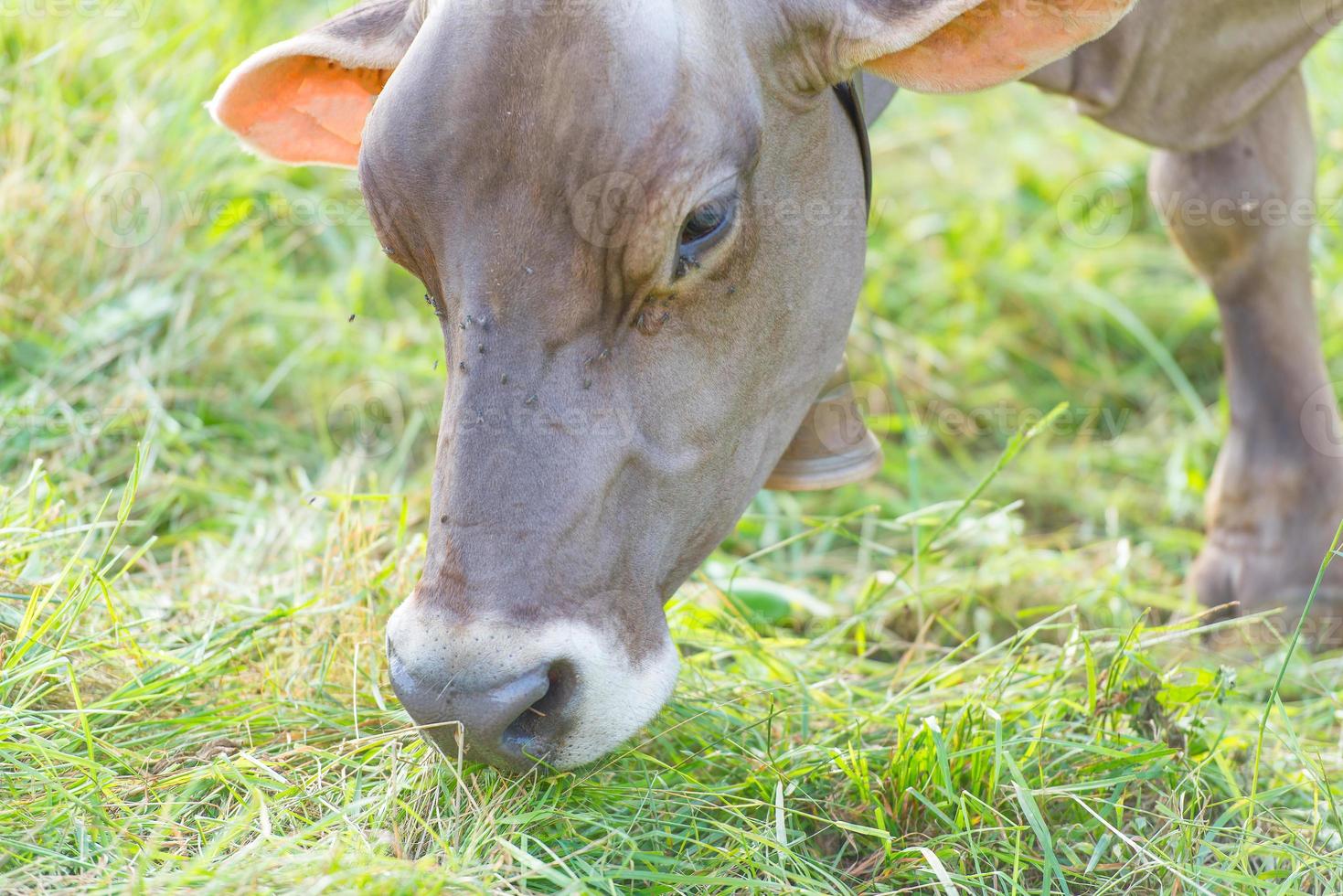 vache mangeant de l'herbe dans le pré en italie photo