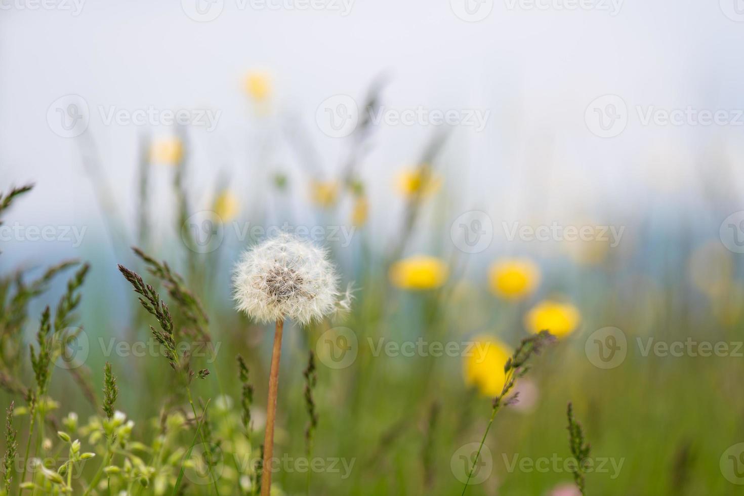 fleur de pissenlit le pissenlit au printemps dans le pré photo