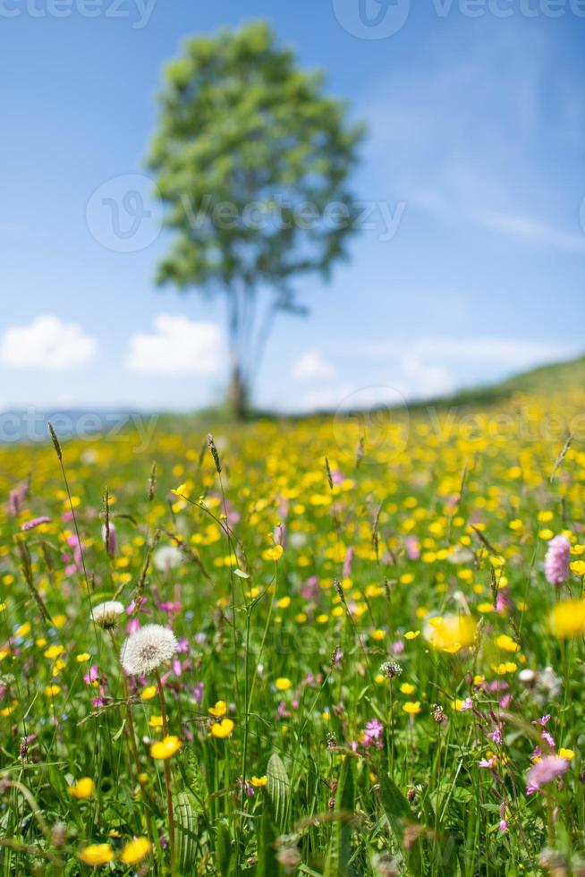 pré fleuri au printemps de pissenlit avec une plante en arrière-plan photo