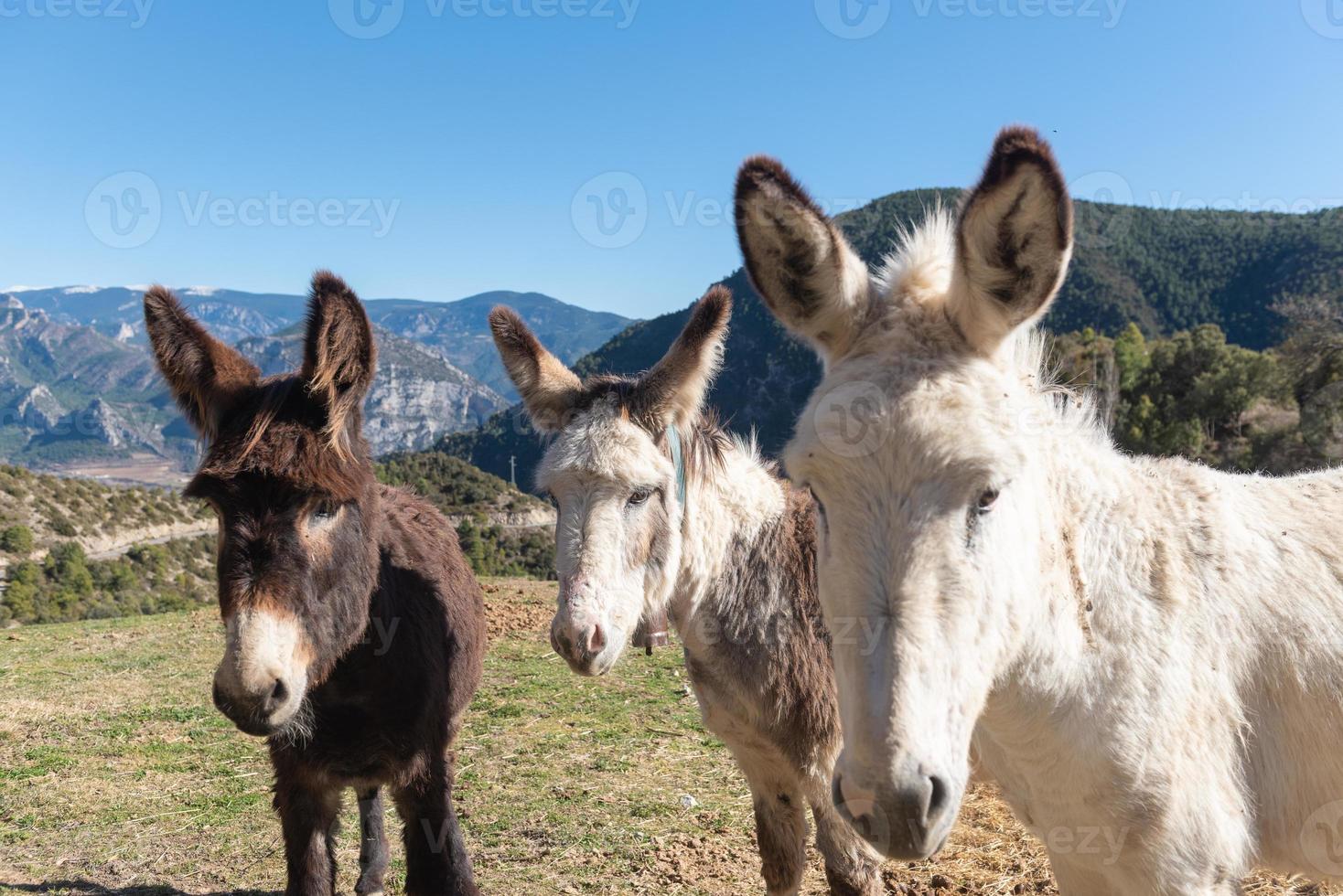 ânes catalans dans les pyrénées en espagne photo