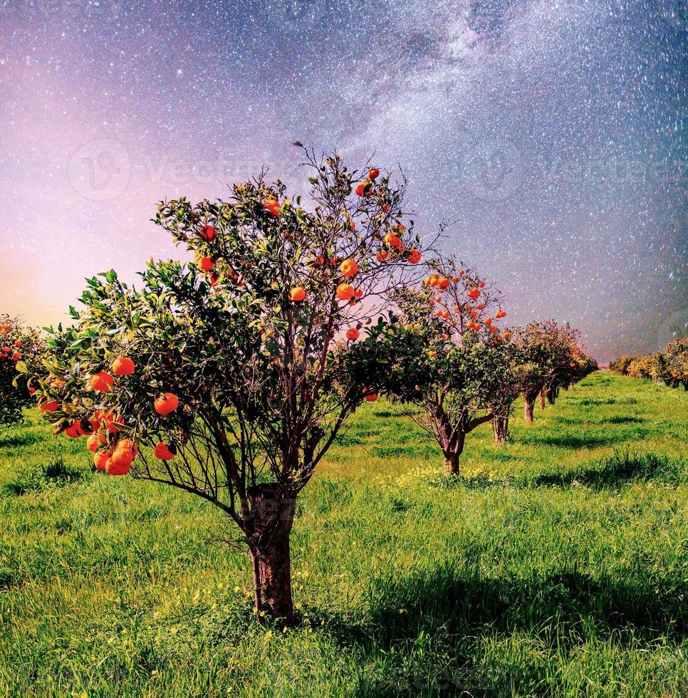 plantation de mandarines oranges dans l'île jardin italie sicile. ciel nocturne vibrant avec étoiles et nébuleuse et galaxie. astrophoto du ciel profond photo