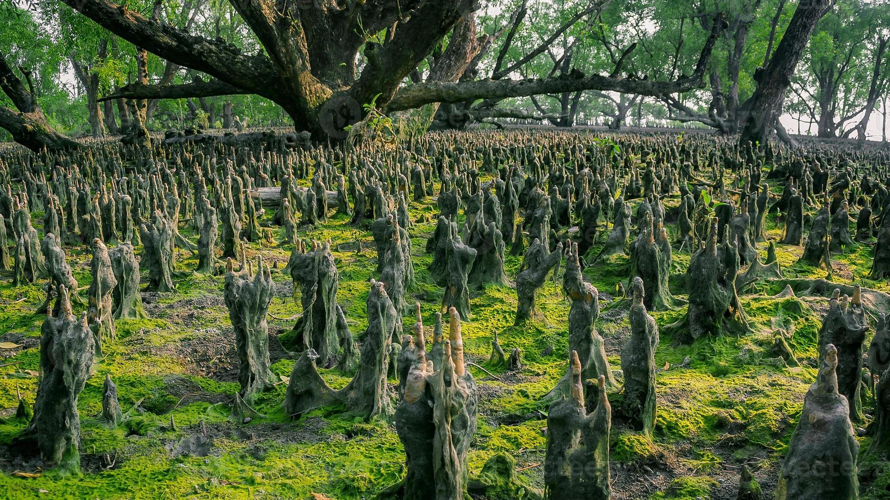 pneumatophores du lit de la forêt de mangrove avec de la mousse verte poussant sur le sol humide des sundarbans photo