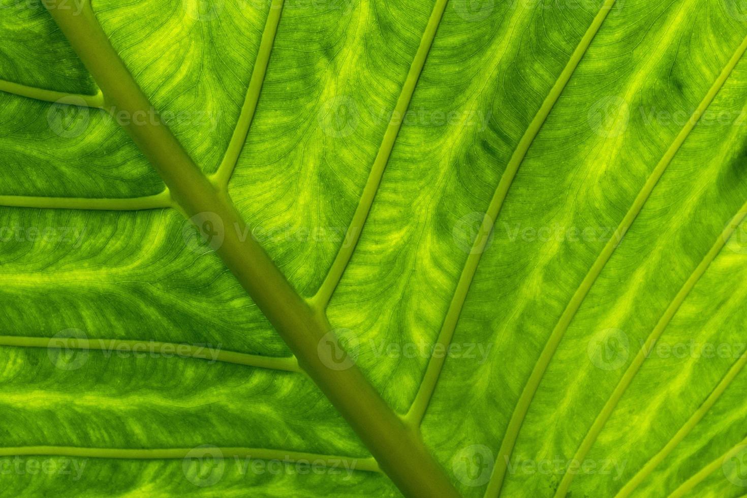 grande feuille verte avec des veines macro dans la lumière du soleil passant à travers photo