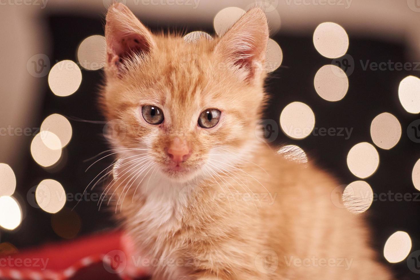 photo de noël avec un joli chat roux de lumières colorées sur le fond