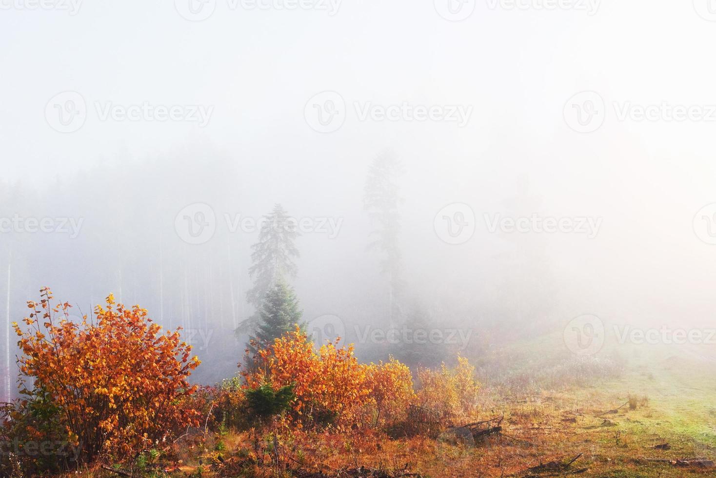 le brouillard du matin se glisse avec des restes sur la forêt de montagne d'automne couverte de feuilles d'or photo