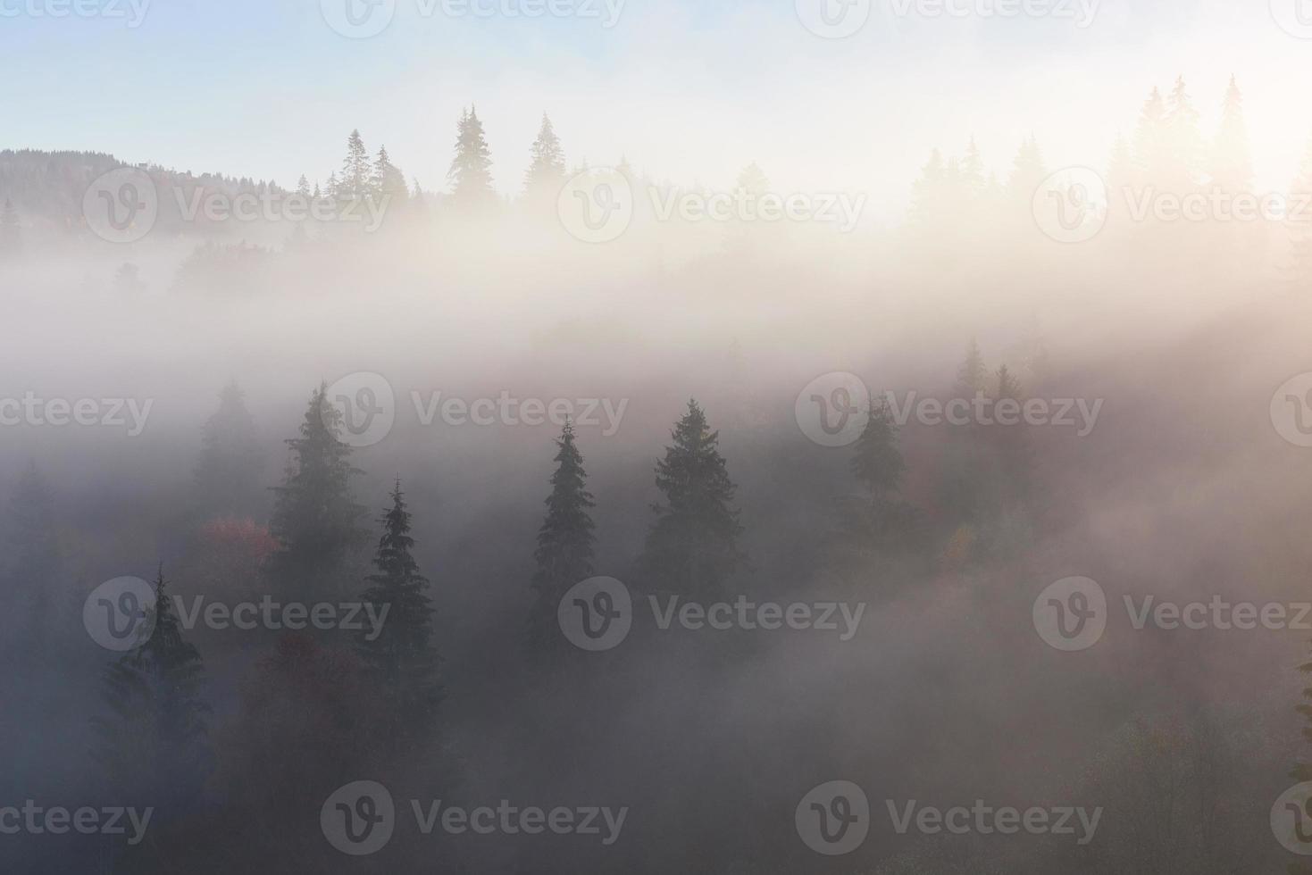 forêt de hêtres brumeux sur le versant de la montagne dans une réserve naturelle photo