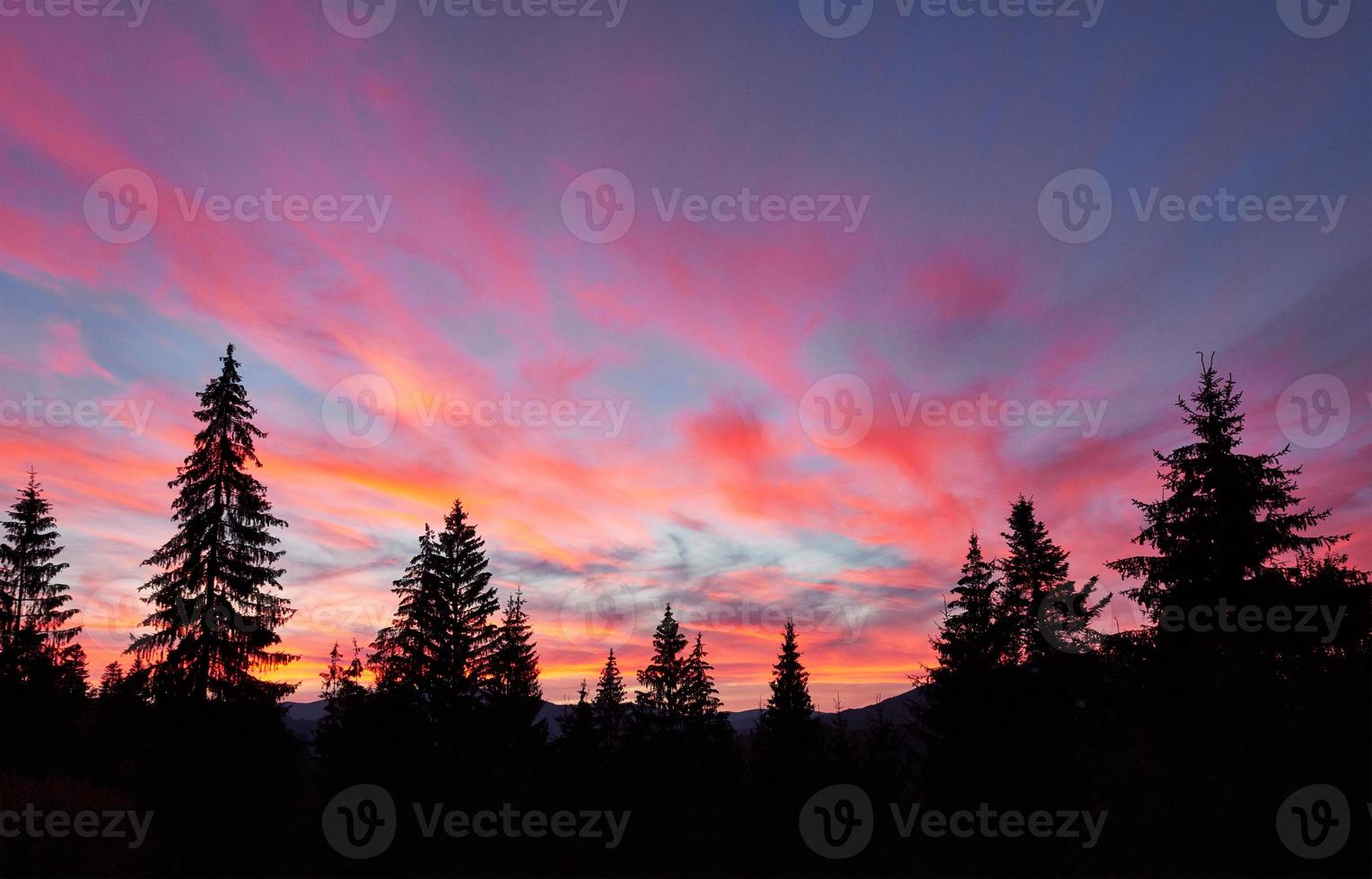 ciel majestueux, nuage rose contre les silhouettes des pins au crépuscule. carpates, ukraine, europe. découvrir le monde de la beauté photo