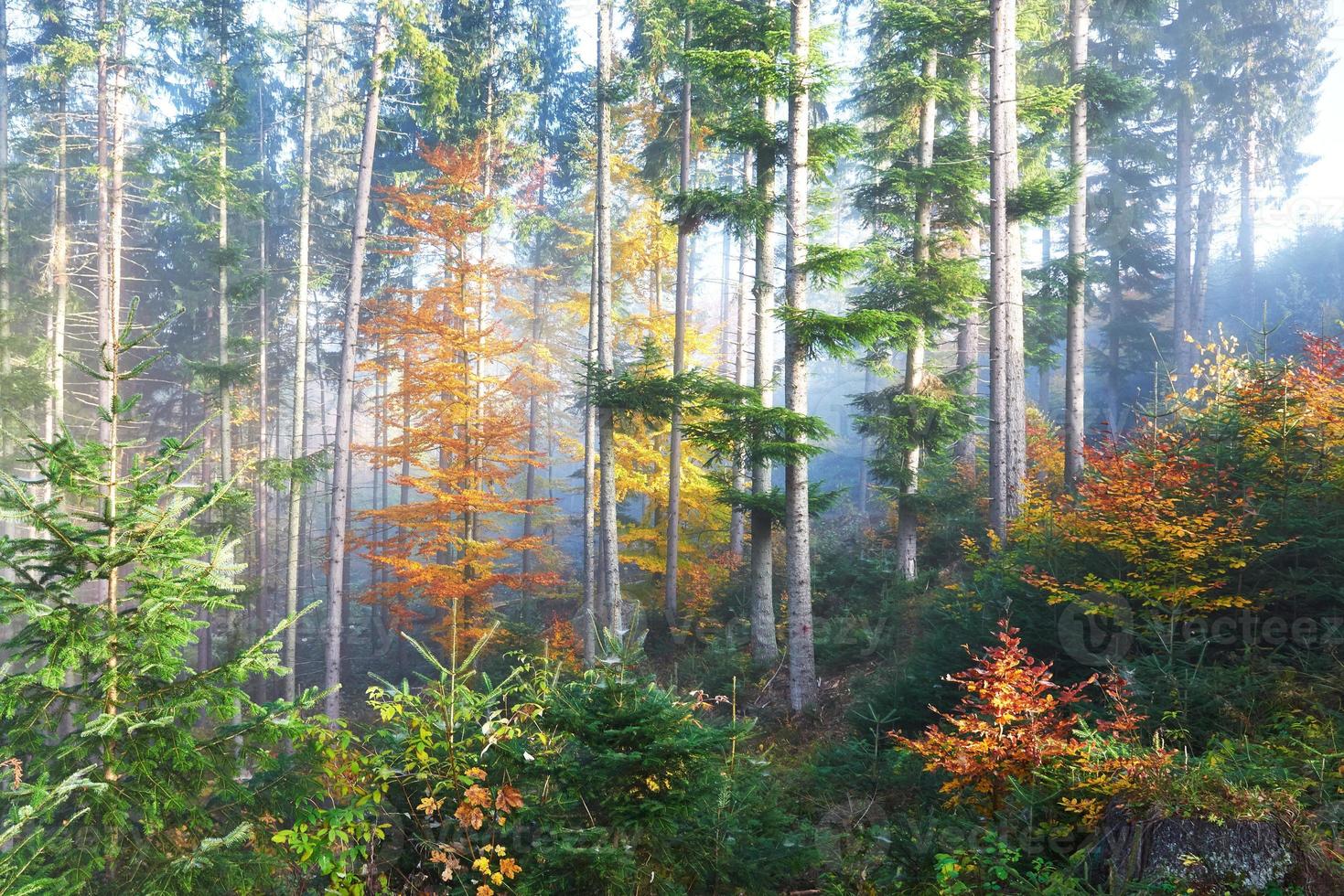 beau matin brouillard et rayons de soleil dans la pinède d'automne photo