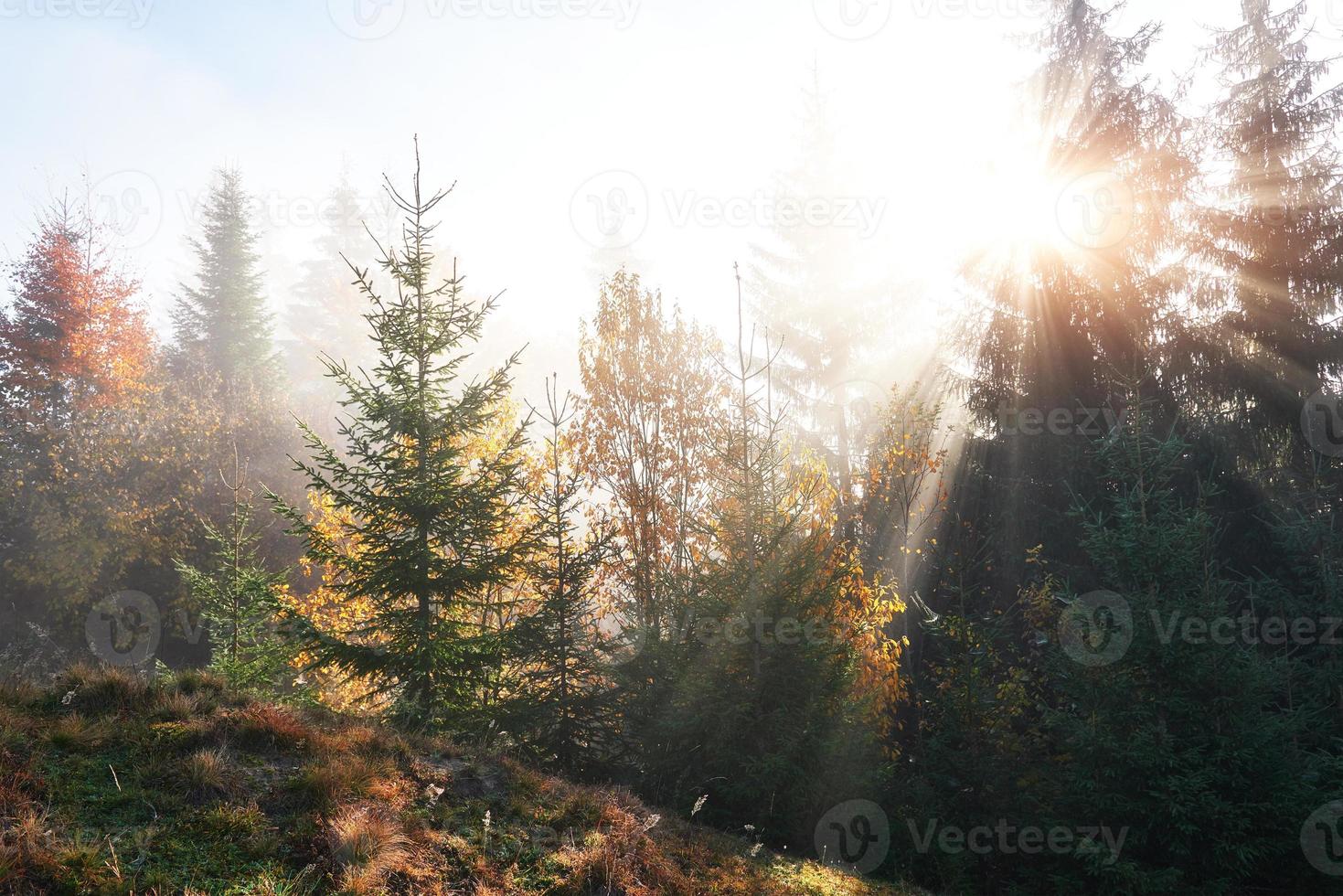 beau matin brouillard et rayons de soleil dans la pinède d'automne photo