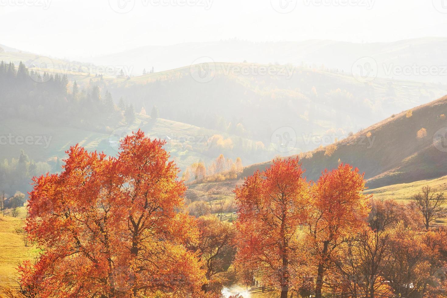 forêt de bouleaux en après-midi ensoleillé pendant la saison d'automne. paysage d'automne. Ukraine. photo