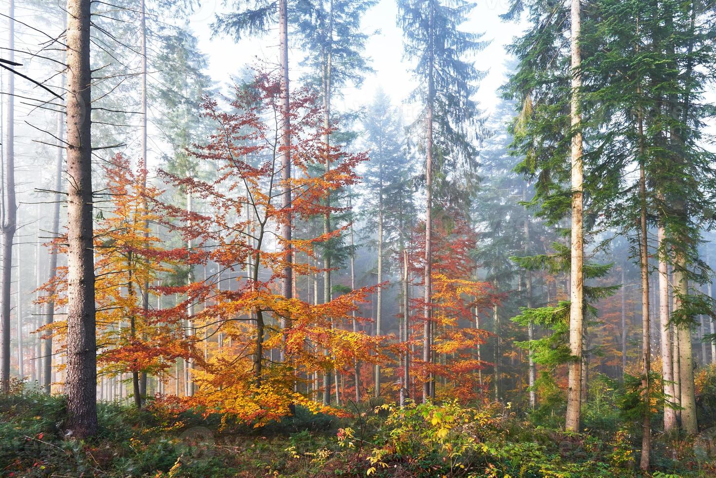 belle matinée dans la forêt d'automne brumeuse avec des arbres colorés majestueux photo
