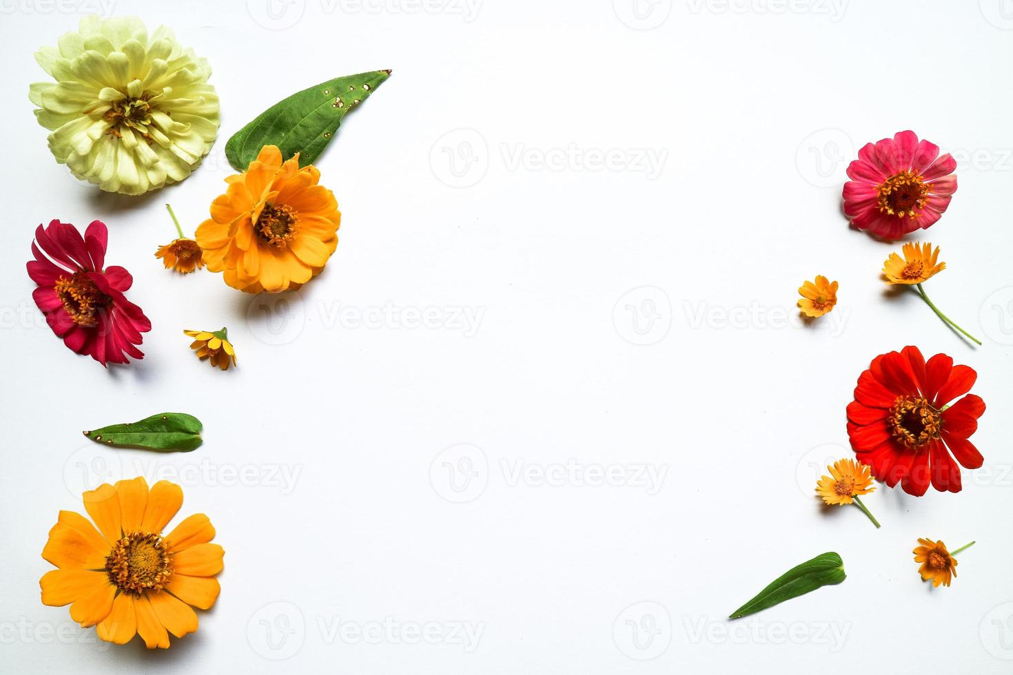 belle composition de fleurs de zinnia sur fond blanc isolé. mise à plat, vue de dessus, copier la nature morte à plat. photo