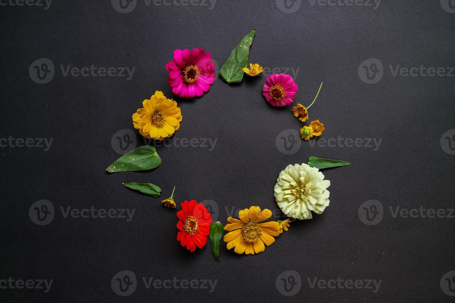 fleur de zinnia colorée dans un arrangement à plat sur fond noir isolé. mise à plat, vue de dessus, espace vide pour le texte copié. photo