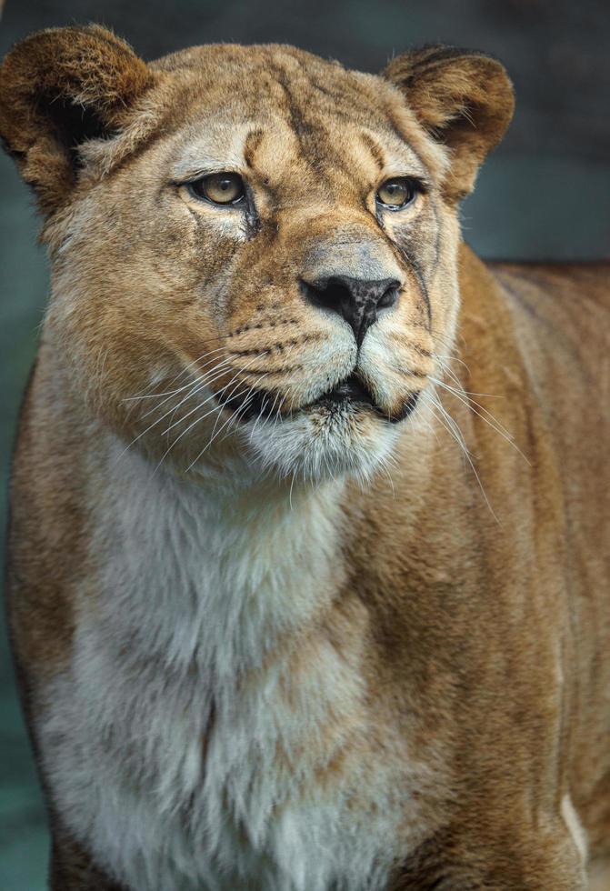 portrait de lion de barbarie photo