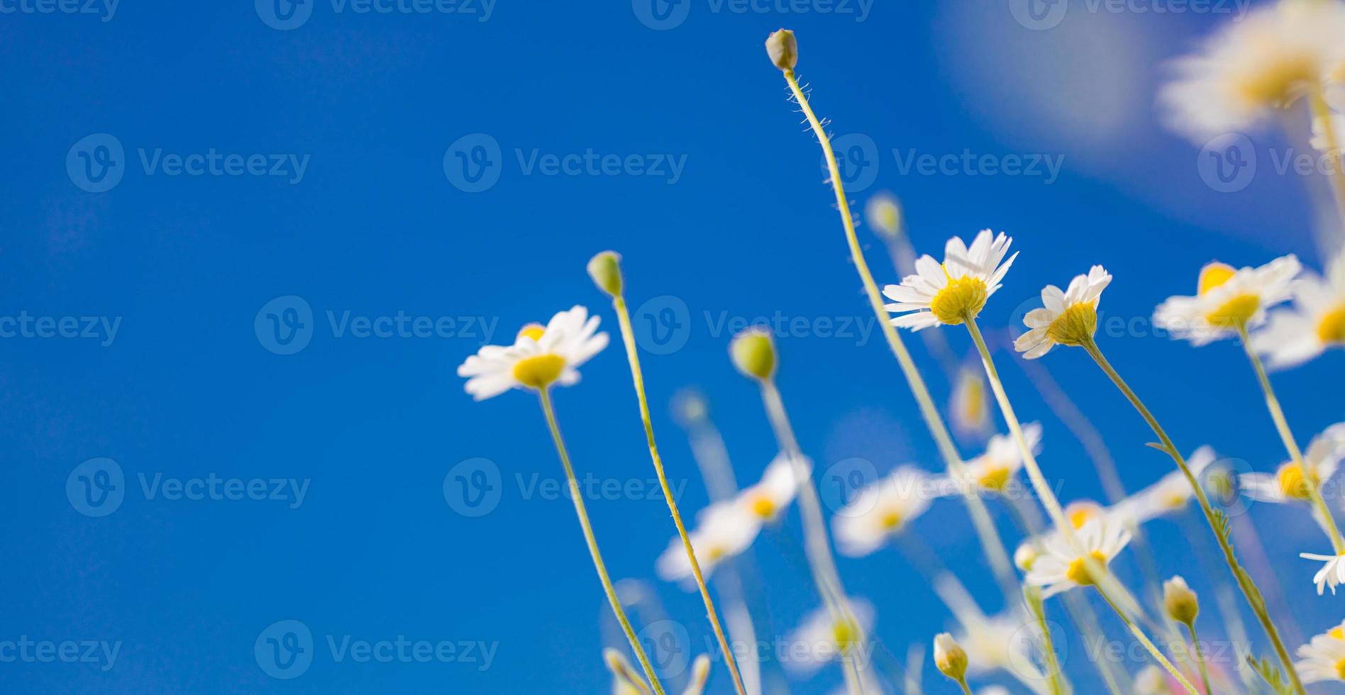 printemps été closeup marguerites blanches sur fond de ciel bleu. couleurs douces idylliques, paysage de champ de fleurs de prairie photo