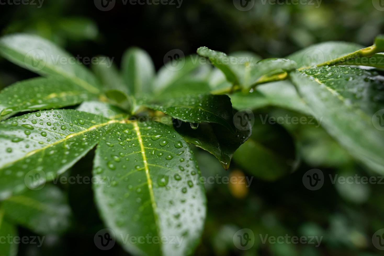 après la pluie feuilles de cerisier de laurier photo