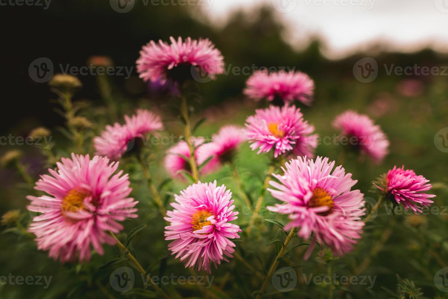 fleurs d'aster de new york photo