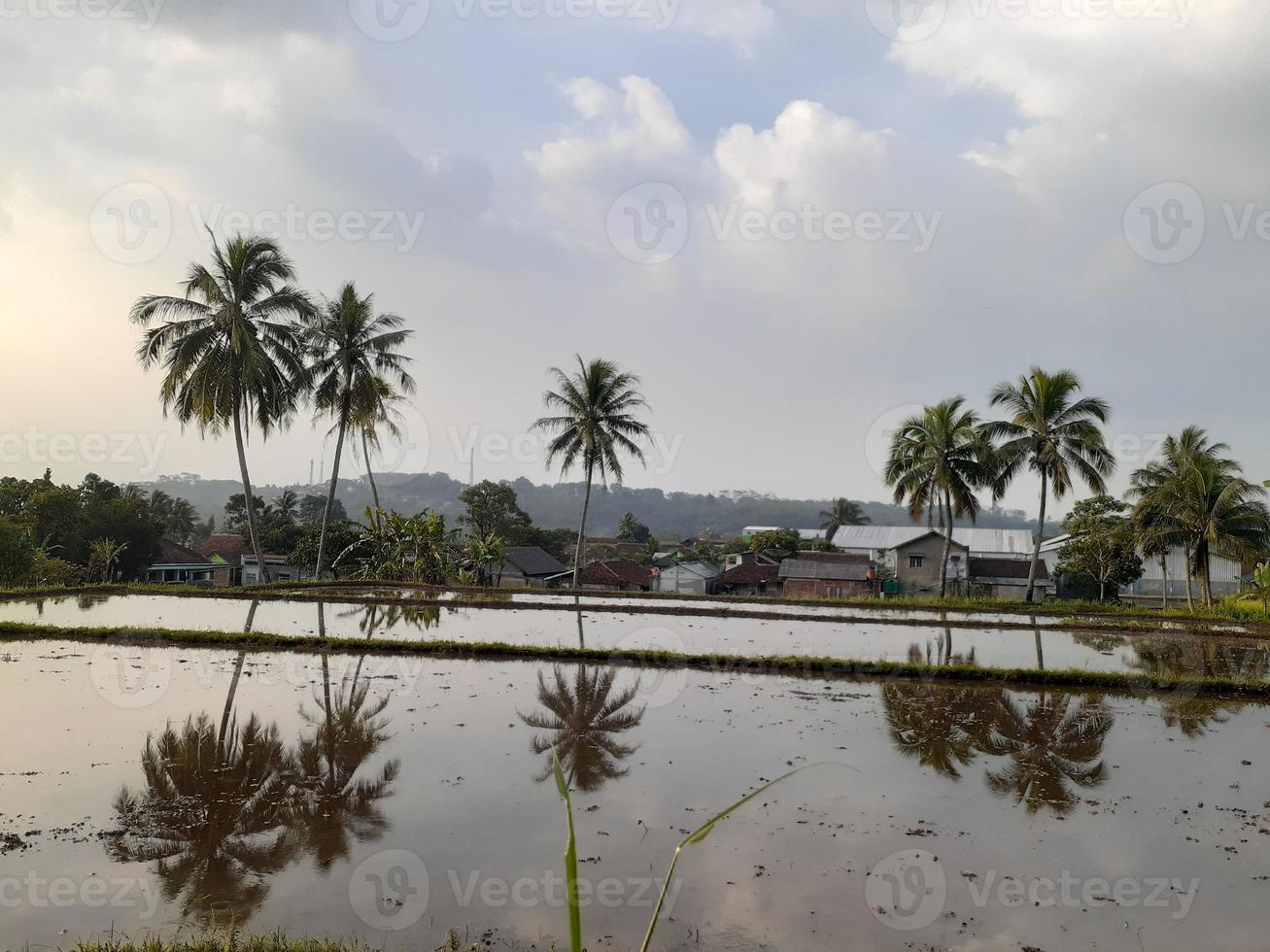 vue en miroir sur les cocotiers photo