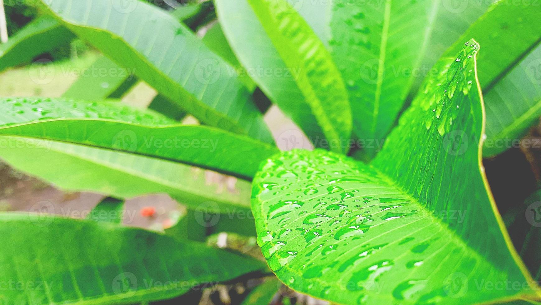 fond de feuilles vertes tropicales avec goutte de pluie photo