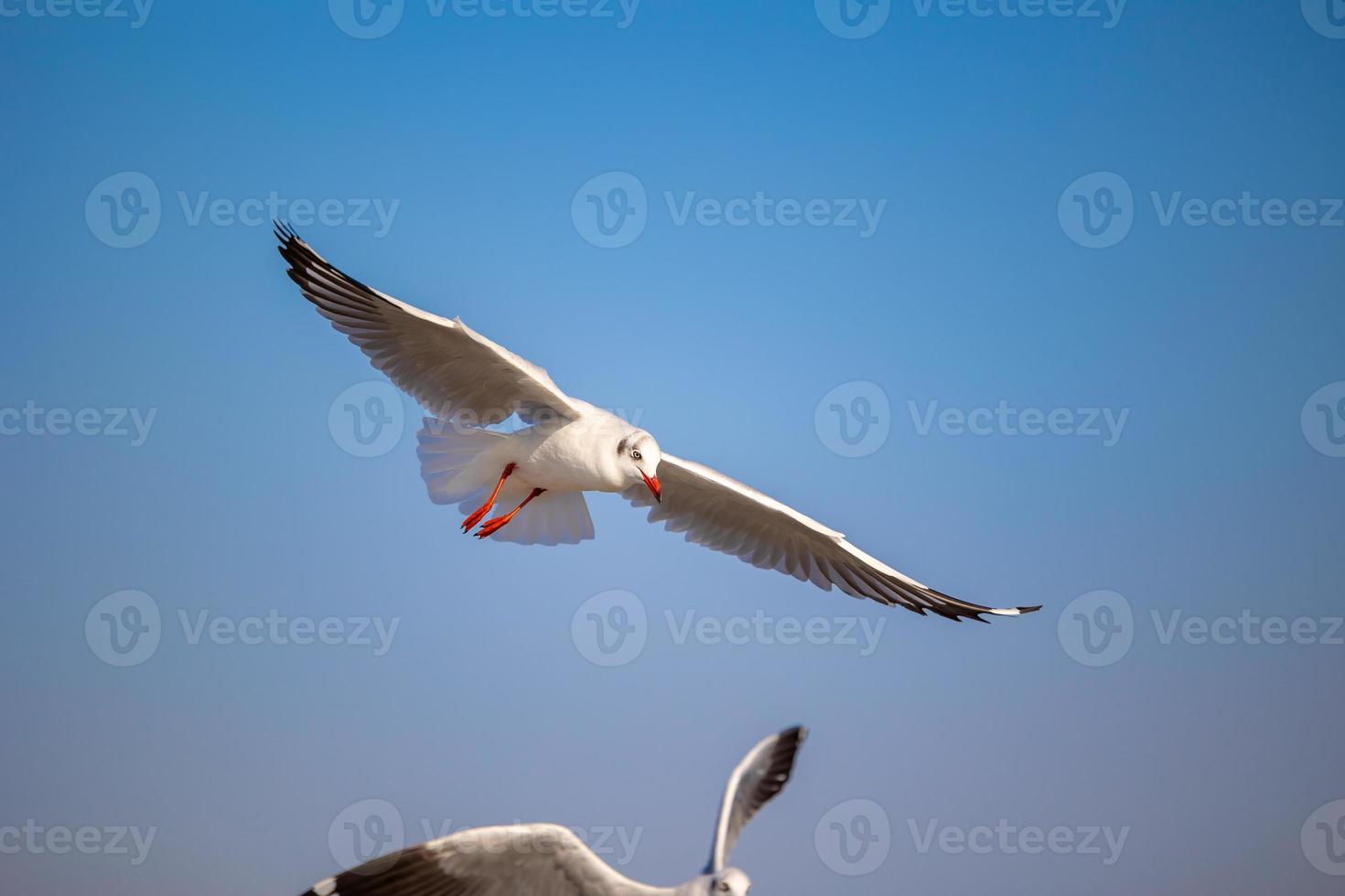 mouettes à bang pu. les mouettes migratrices froides de la sibérie vers les régions chaudes de la thaïlande. faire de bang pu l'une des destinations touristiques les plus importantes de thaïlande. photo