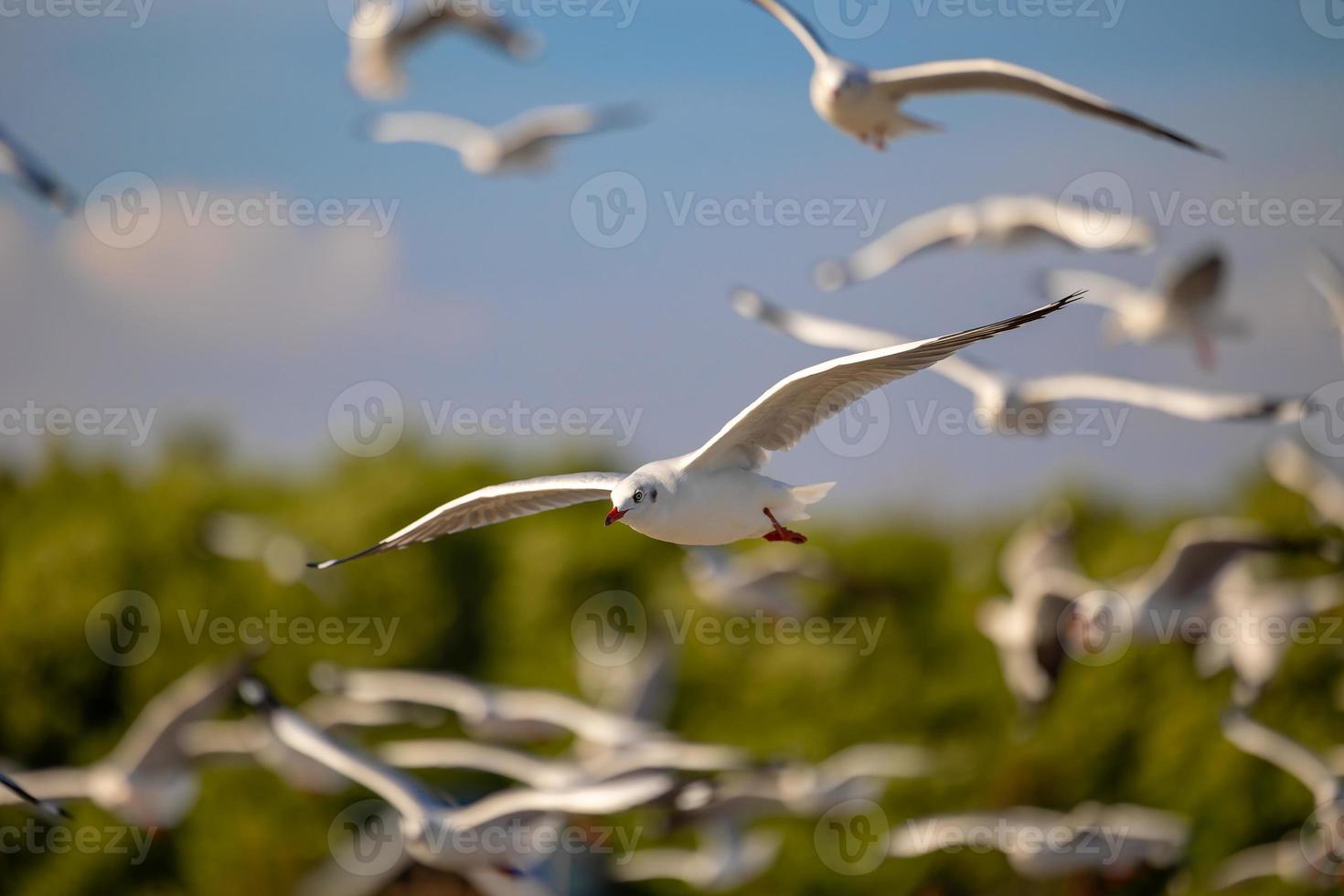 mouettes à bang pu. les mouettes migratrices froides de la sibérie vers les régions chaudes de la thaïlande. faire de bang pu l'une des destinations touristiques les plus importantes de thaïlande. photo