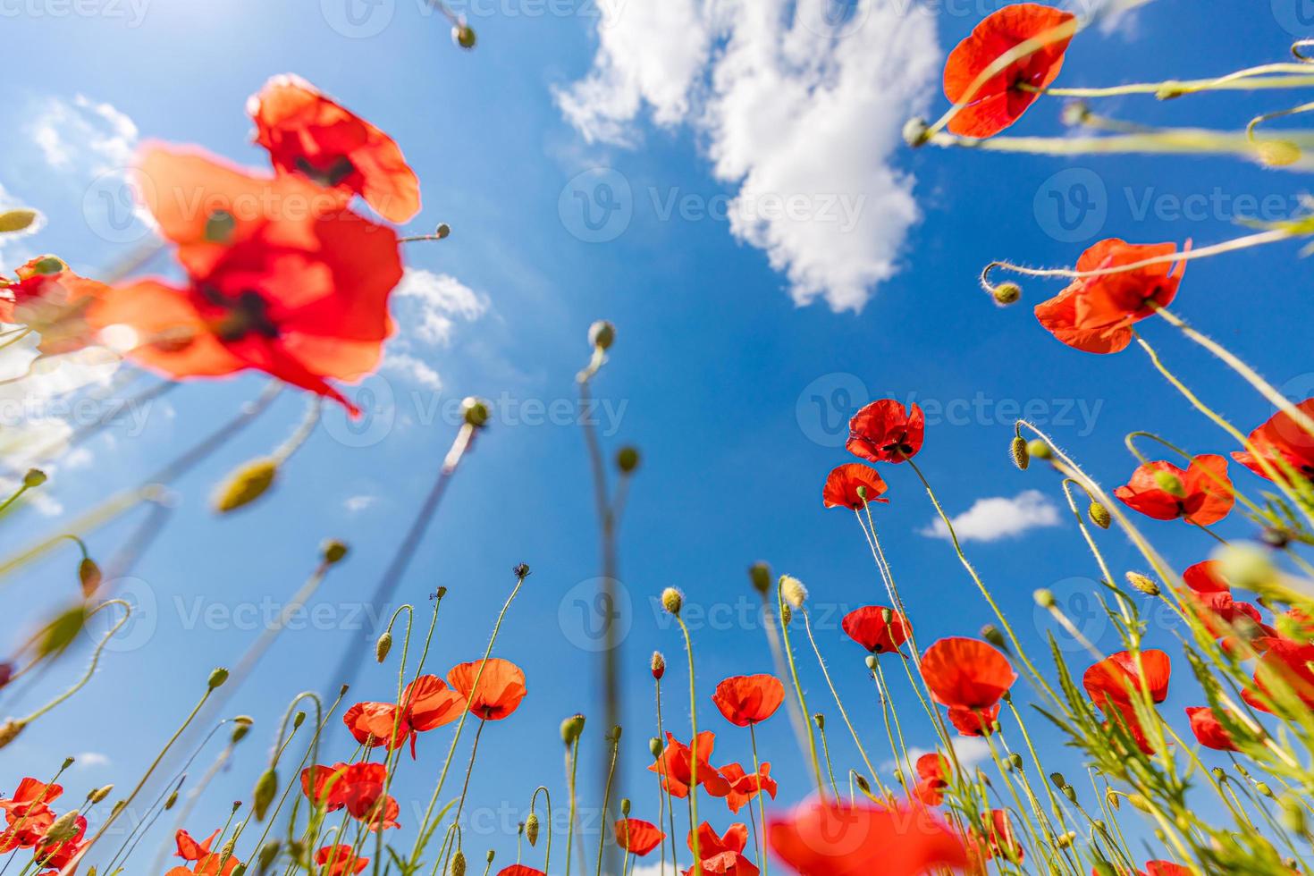 fleurs de pavot rouge sur ciel bleu ensoleillé, fleur de printemps coquelicots, pré vert avec des fleurs. paysage printanier saisonnier, gros plan de la nature relaxante photo