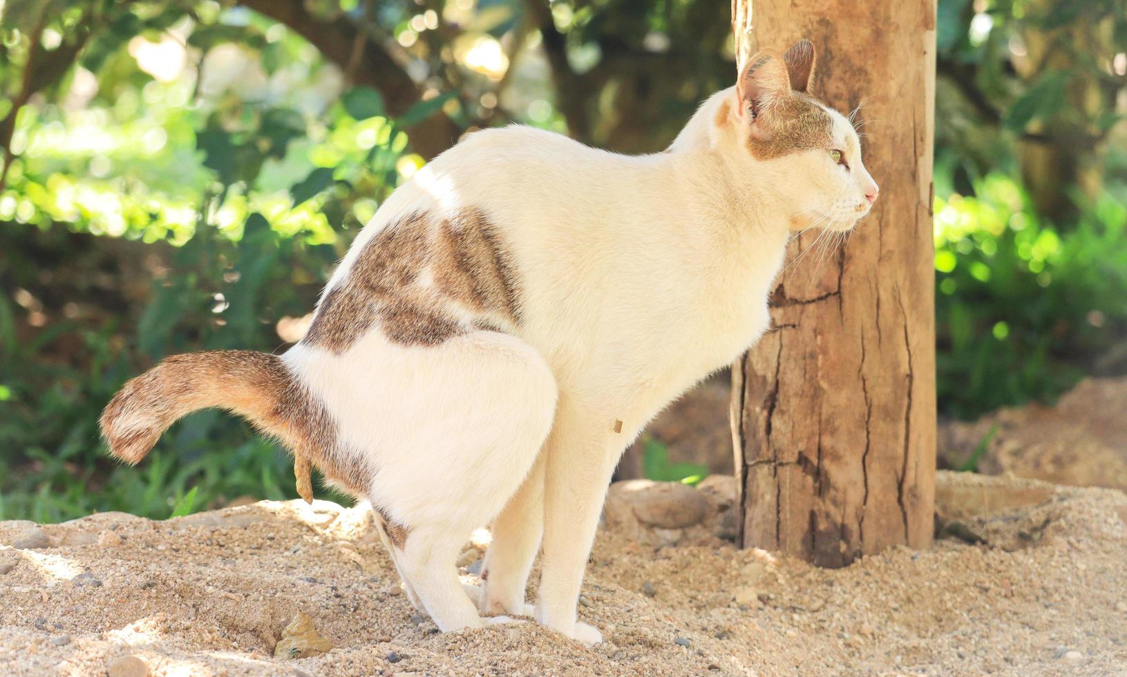 chat blanc qui urine sur le sable photo