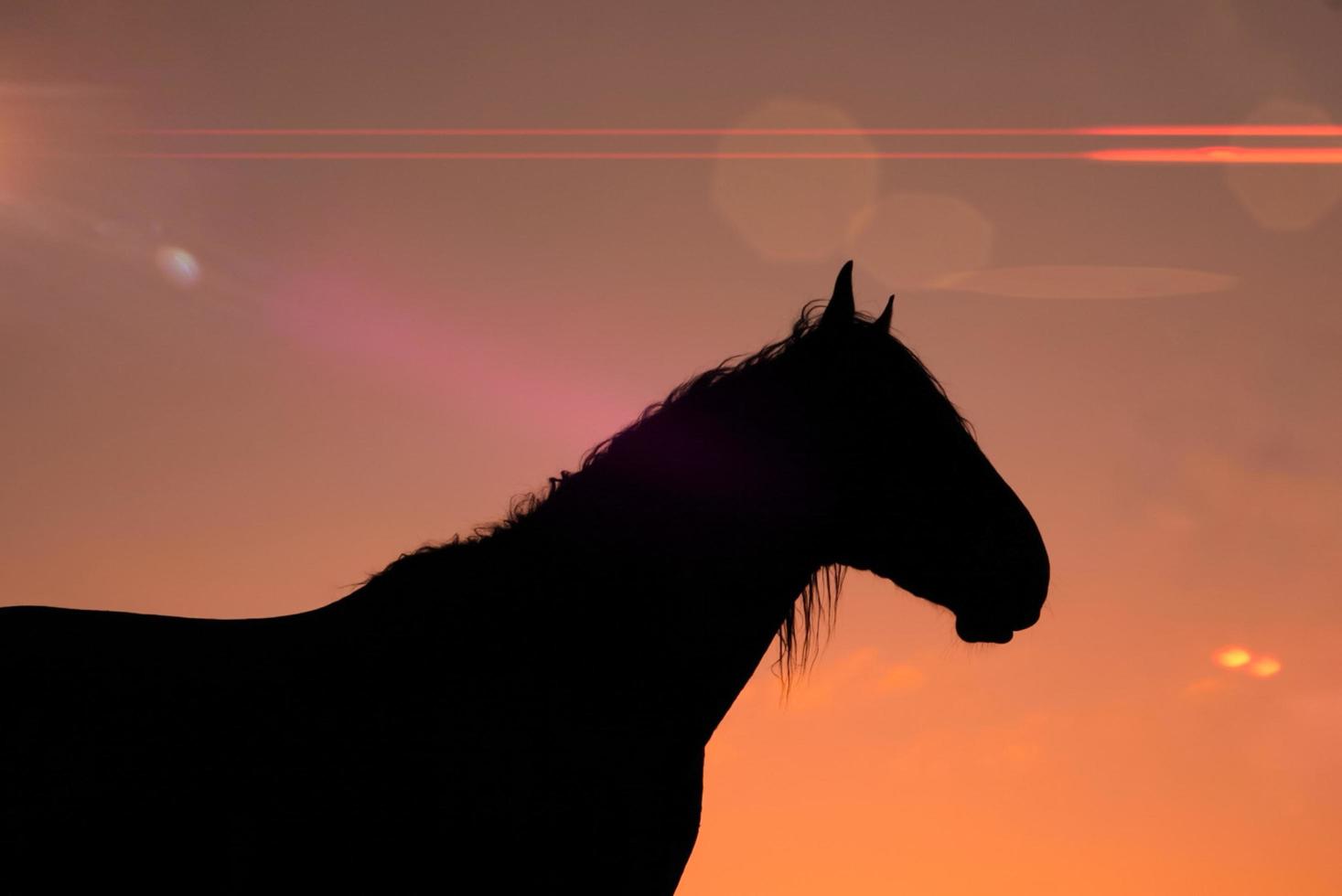 silhouette de cheval dans le pré avec un beau coucher de soleil photo