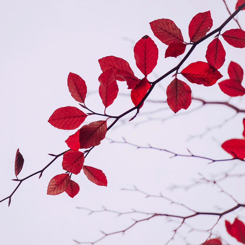 feuilles d'arbres rouges en saison d'automne, couleurs d'automne photo