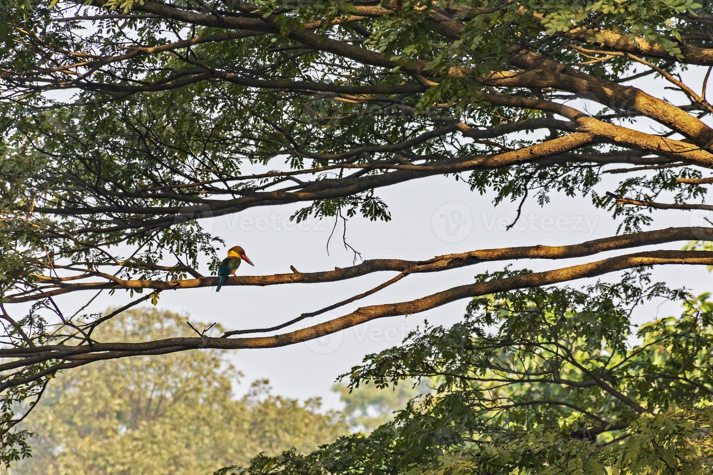 bec de cigogne, martin-pêcheur, pelargopsis capensis, martin-pêcheur d'arbre, sur une branche d'arbre au-dessus de l'habitat naturel de la rive du fleuve photo