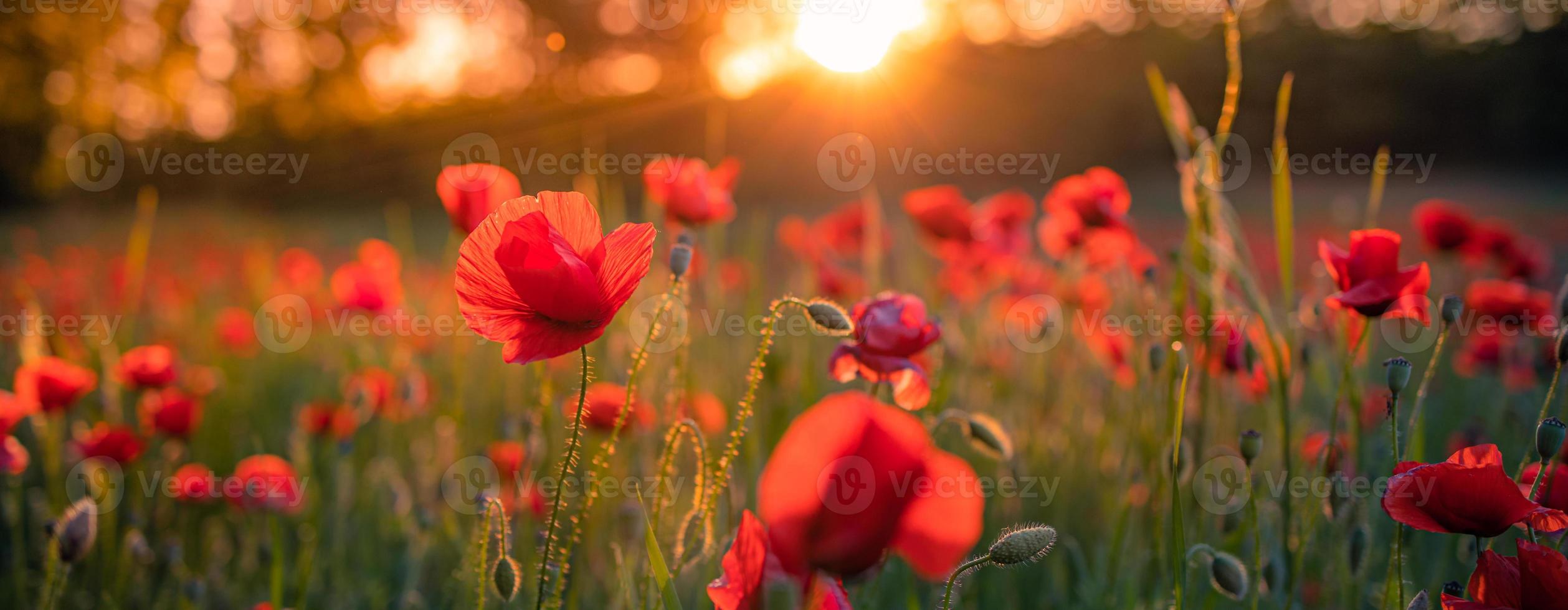 paysage panoramique avec un beau coucher de soleil sur un champ de coquelicots. nature printanière idyllique, paysage floral rouge. panorama de la nature, vue rapprochée paisible, fleurs épanouies photo