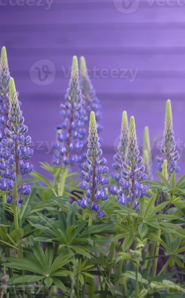 gros plan de fleurs de lupins violets sauvages. photo