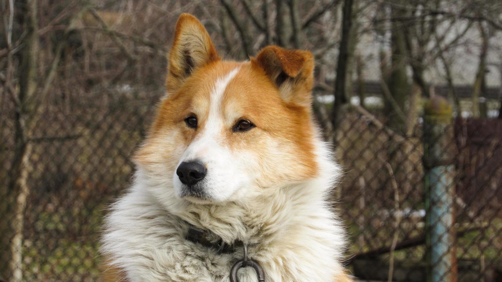 beau portrait d'un chien rouge. photo en gros plan d'un chien