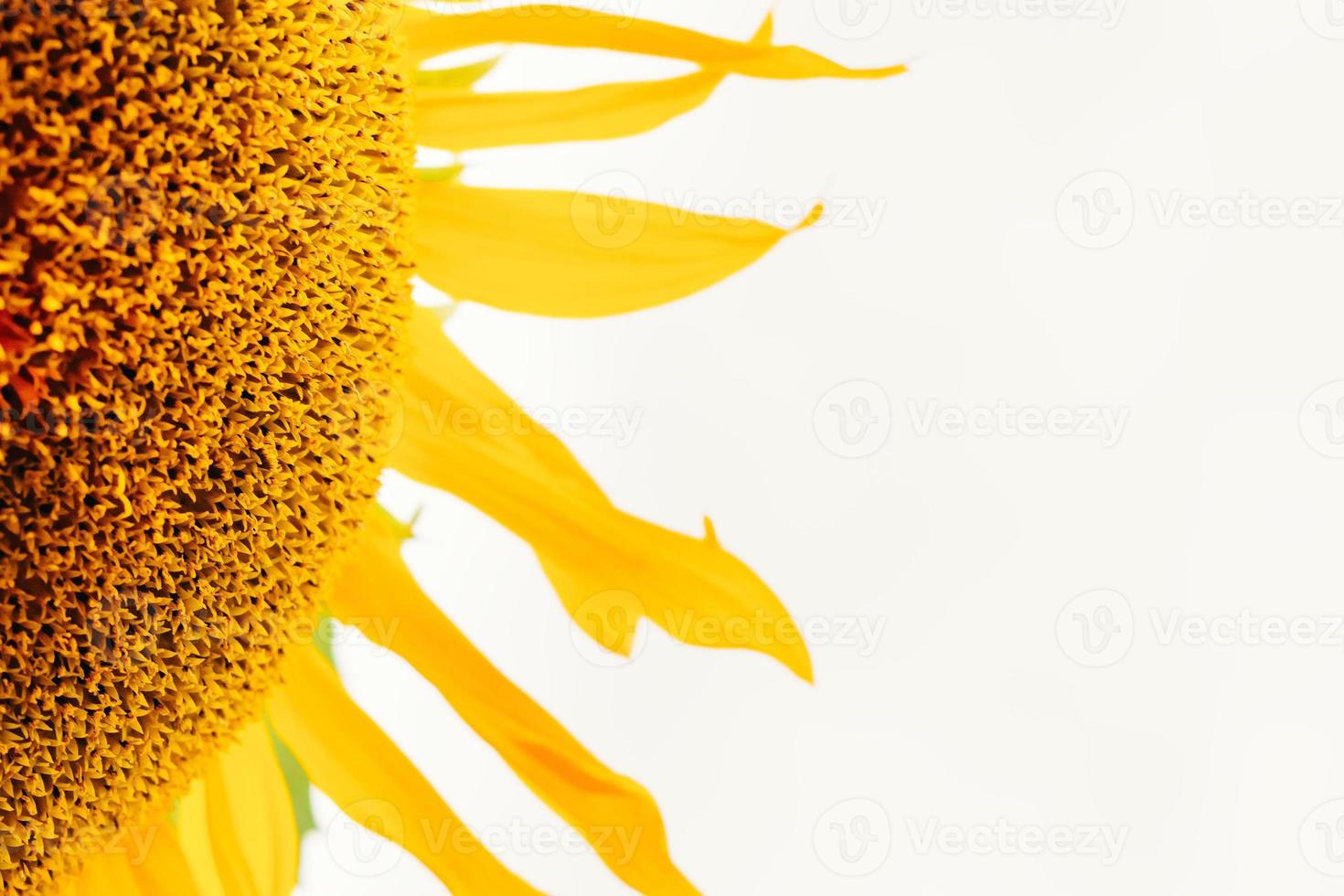 partie de tournesol gros plan sur fond blanc, mise au point douce photo